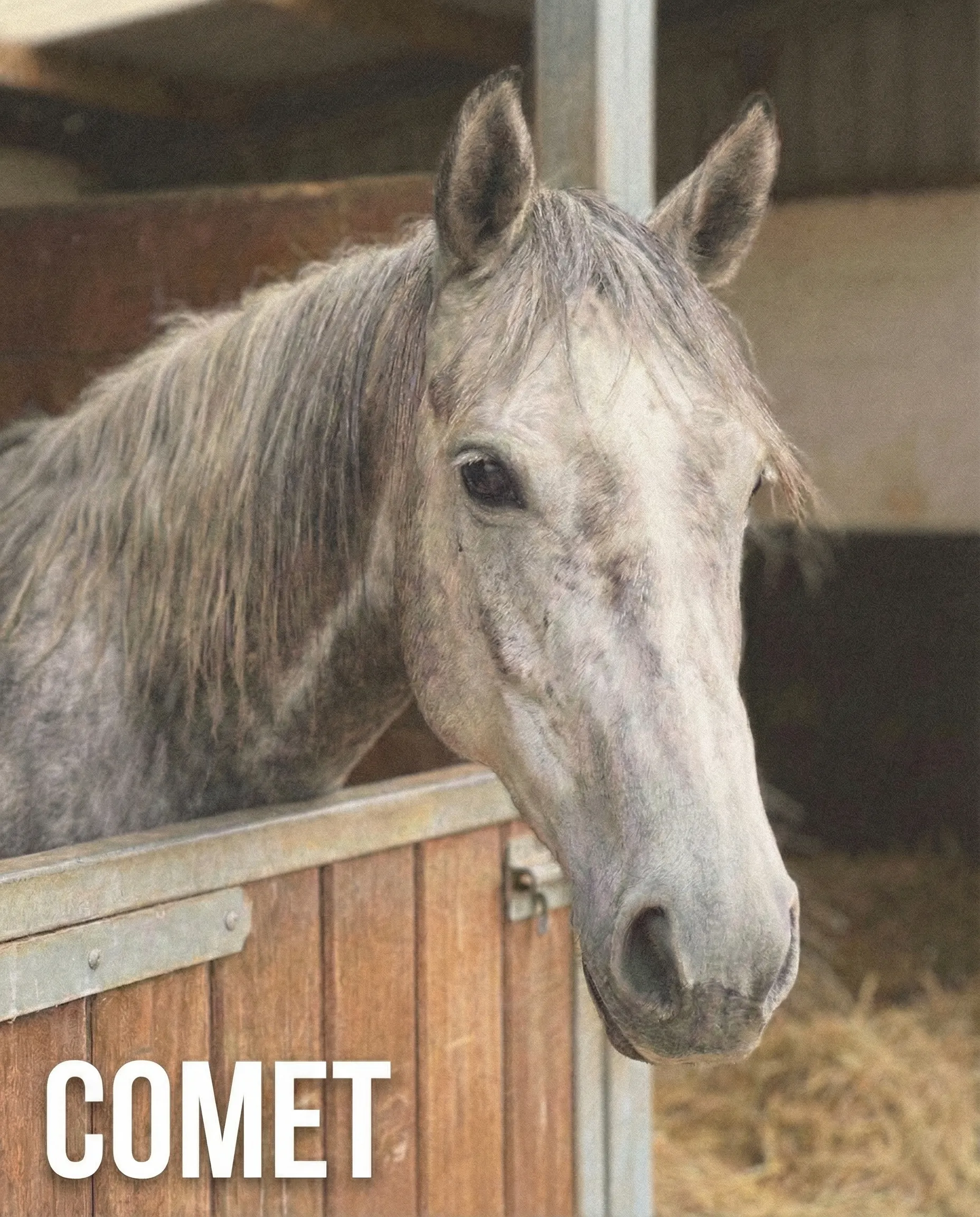 Pet Memorial Portrait