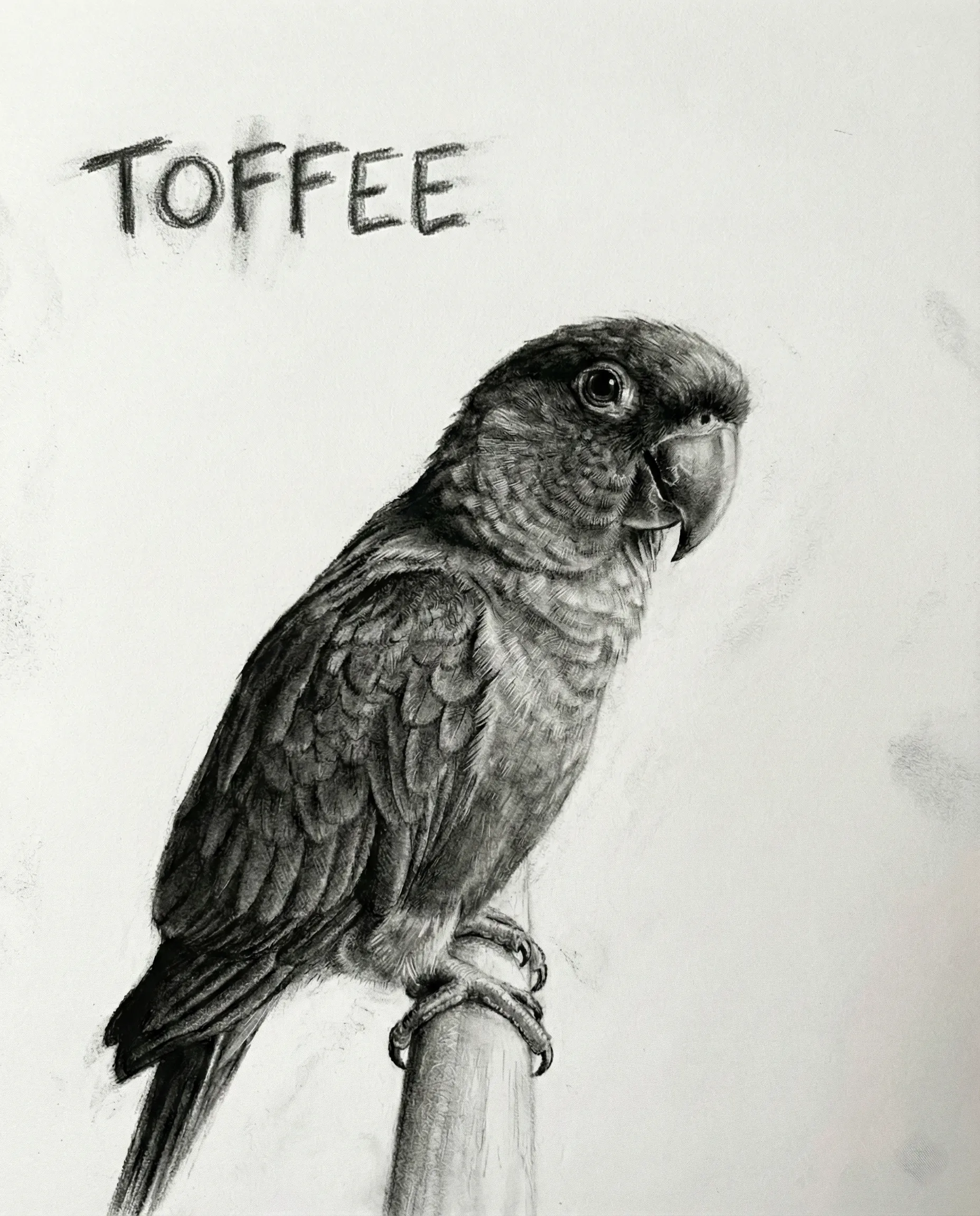Pet Memorial Portrait