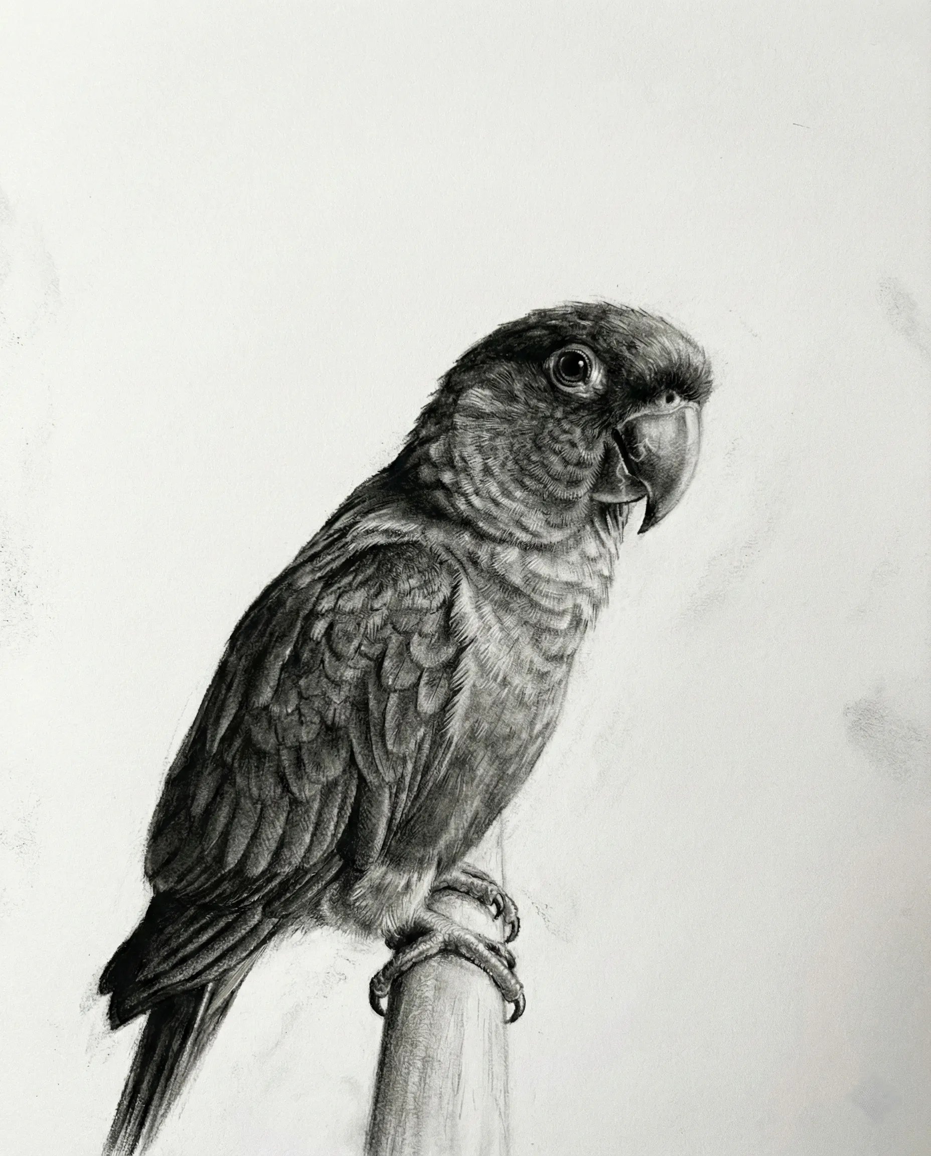 Pet Memorial Portrait